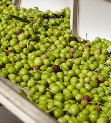 _aceituna en linea