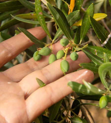 aceituna-pequeña-mano