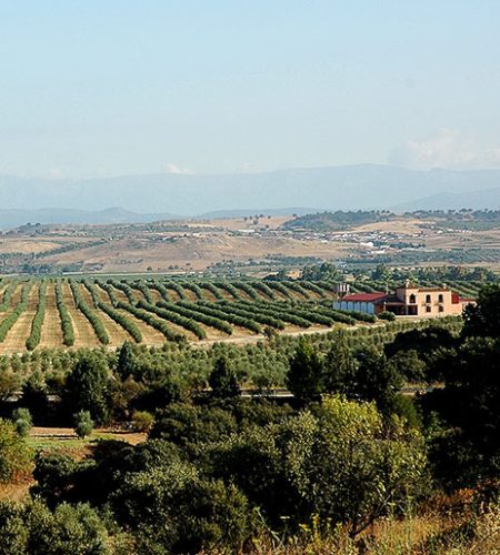 fincas1
