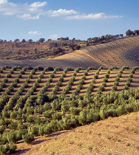 fincas3
